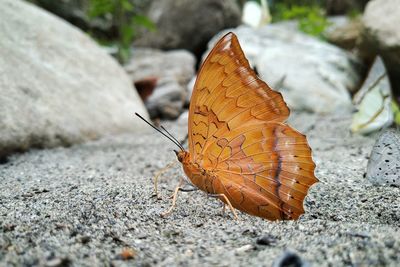 Close-up of butterfly on rock