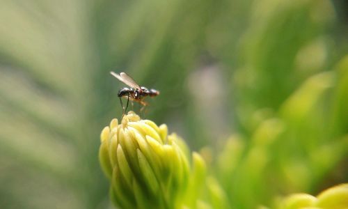 Close-up of insect on flower