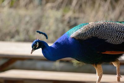 Close-up of peacock