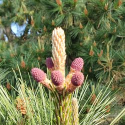 Close-up of pine cones on plant in field