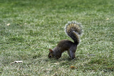 Side view of squirrel on field
