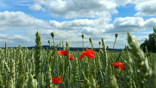 Red poppy flowers growing on field against sky