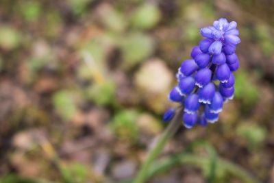 Close-up of purple flowers blooming against blue sky