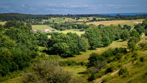 Scenic view of trees on field against sky