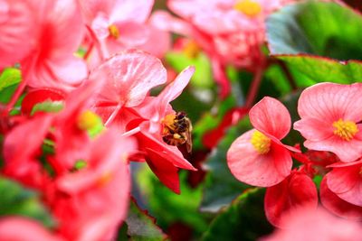 Close-up of bee on red flowers