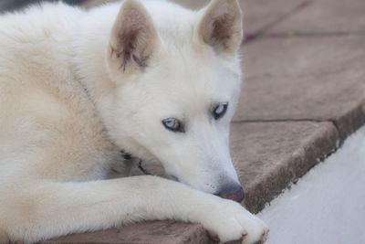 Close-up portrait of dog relaxing outdoors