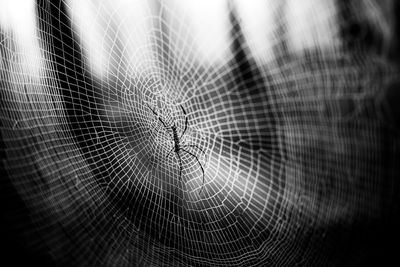 Close-up of spider on web