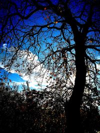 Low angle view of tree against sky
