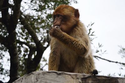 Low angle view of monkey sitting on tree