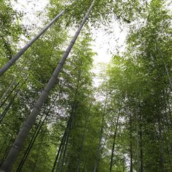 Low angle view of trees in forest