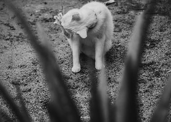 High angle view of a cat on field