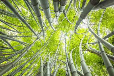 Low angle view of bamboo trees