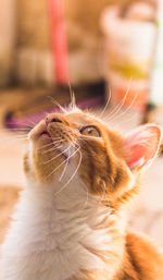 Close-up of cat looking away