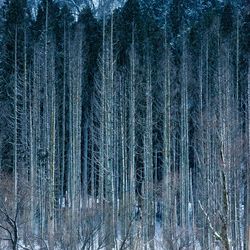 Snow covered trees in forest