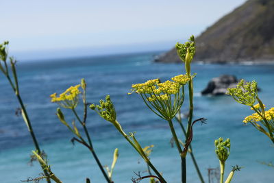 Close-up of yellow flowering plant against sea