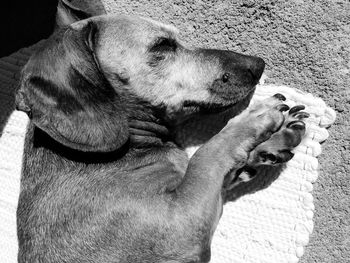 High angle view of a dog