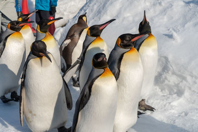 High angle view of penguins on frozen water