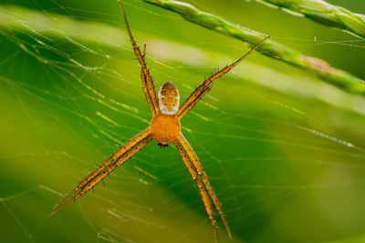 Close-up of spider on web