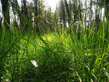 Plants growing on field