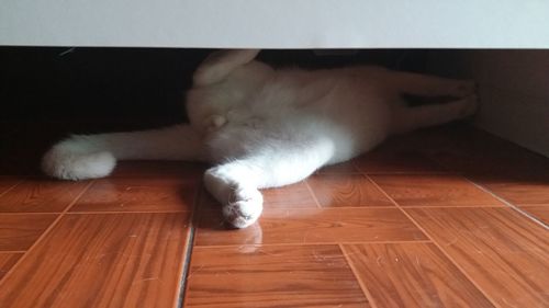 Close-up of cat on hardwood floor