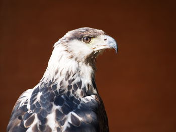 Close-up of eagle