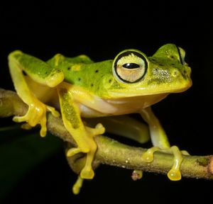 Close-up of frog on leaf against black background