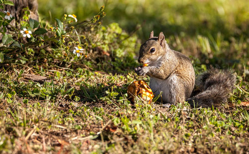 Squirrel eating food on field