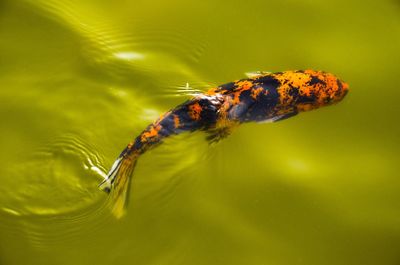 Close-up of caterpillar in water