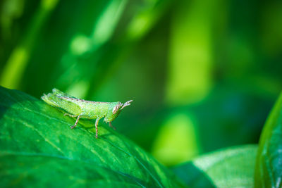 Close-up of insect on leaf