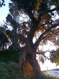 Low angle view of trees