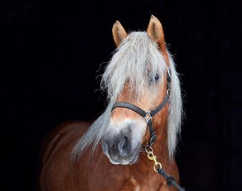 Close-up of a horse over black background