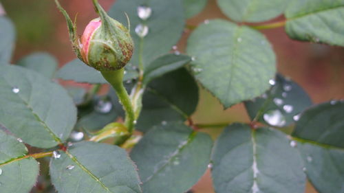 Close-up of fresh green plant