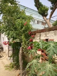 Flower tree by house against sky