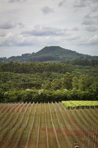 Scenic view of vineyard against sky