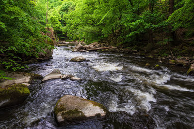 Stream flowing through rocks in forest