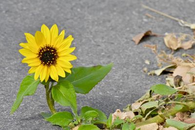 Close-up of yellow sunflower blooming on road