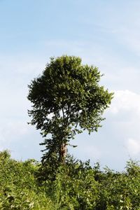 Low angle view of tree