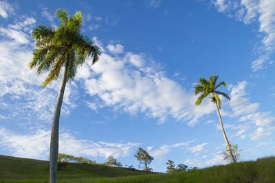 Low angle view of coconut palm trees on field against sky