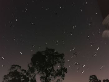 Low angle view of trees at night