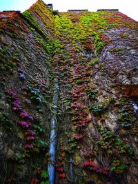 Low angle view of ivy growing on rock