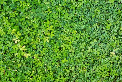 Full frame shot of leaves on field