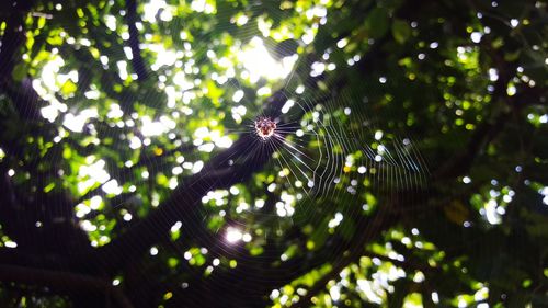 Close-up of spider on web against trees