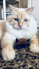 Portrait of cat relaxing at home