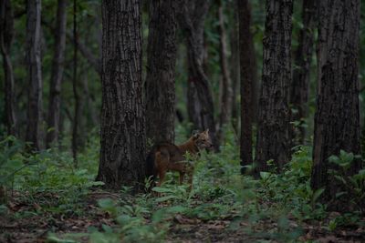 Fox or wild dog in thailand 