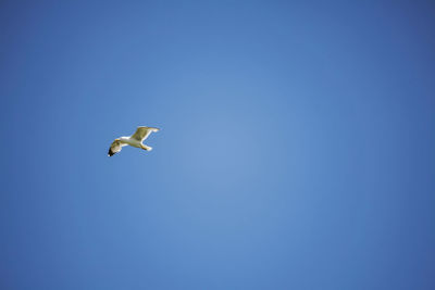 Low angle view of seagull flying in sky