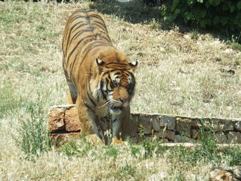 Tiger on field