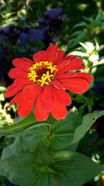 Close-up of red flower blooming outdoors