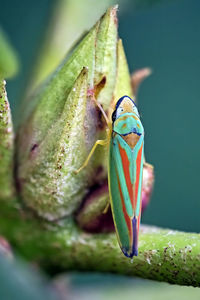 Close-up of insect on flower