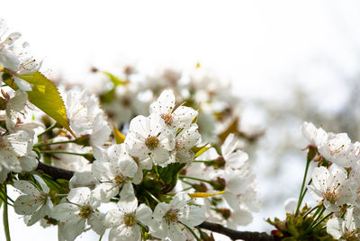 Close-up of white cherry blossoms in spring