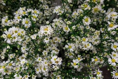 Close-up of white flowering plants on field